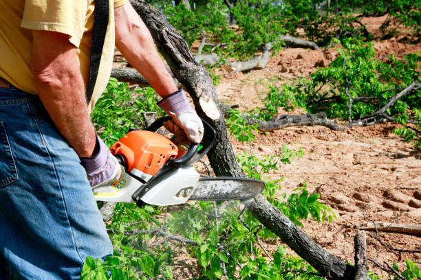 Tree Removal for Businesses in Portales, NM